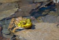 Eastern green frog in shallow water