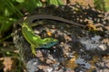 Eastern green lizard.