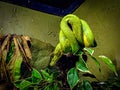 Eastern green mamba