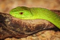 Eastern Green Mamba