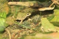 Eastern green toad