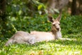 Eastern Grey Kangaroo Royalty Free Stock Photo