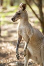 Eastern Grey Kangaroo Royalty Free Stock Photo
