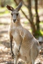 Eastern Grey Kangaroo Royalty Free Stock Photo
