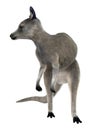 Eastern Grey Kangaroo