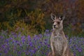 Eastern grey Kangaroo Royalty Free Stock Photo