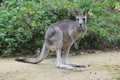 Eastern grey kangaroo