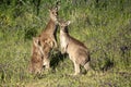 Eastern Grey Kangaroo Family Royalty Free Stock Photo