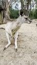 Eastern grey Kangaroo feeding from a man\'s hand. Hand feeding a kangaroo at the sanctuary.