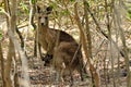 Eastern grey kangaroo female with her joey in Gold Coast Austral Royalty Free Stock Photo