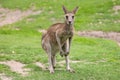 Kangaroo Ready to Hop Royalty Free Stock Photo