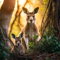 Eastern grey kangaroo with her joey in Gold Coast Austral