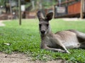 Eastern grey kangaroo lounging peacefully in a lush grassy area, enjoying the sunshine and solitude