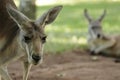 Eastern Grey Kangaroo (Macropus giganteus)