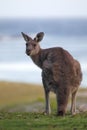 Eastern Grey Kangaroo (Macropus giganteus) Royalty Free Stock Photo