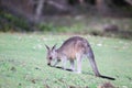 Eastern Grey Kangaroo (Macropus giganteus) Royalty Free Stock Photo