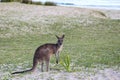 Eastern Grey Kangaroo (Macropus giganteus) Royalty Free Stock Photo