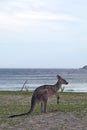 Eastern Grey Kangaroo (Macropus giganteus) Royalty Free Stock Photo