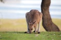 Eastern Grey Kangaroo (Macropus giganteus) Royalty Free Stock Photo