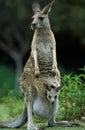 KANGOUROU GEANT macropus giganteus