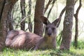 Eastern Grey Kangaroo (Macropus giganteus)