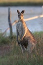 eastern grey kangaroo  Queensland Australia Royalty Free Stock Photo