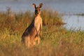 eastern grey kangaroo  Queensland Australia Royalty Free Stock Photo