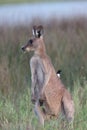 eastern grey kangaroo  Queensland Australia Royalty Free Stock Photo
