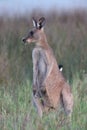 eastern grey kangaroo  Queensland Australia Royalty Free Stock Photo