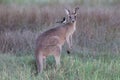 eastern grey kangaroo  Queensland Australia Royalty Free Stock Photo