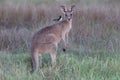 eastern grey kangaroo  Queensland Australia Royalty Free Stock Photo