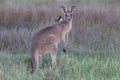 eastern grey kangaroo  Queensland Australia Royalty Free Stock Photo