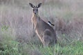 eastern grey kangaroo  Queensland Australia Royalty Free Stock Photo