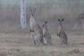 eastern grey kangaroo  Queensland Australia Royalty Free Stock Photo