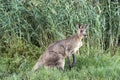 Eastern Grey Kangaroo - (Macropus giganteus)