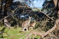 Eastern grey kangaroo Tower Hill Victoria Australia