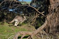 Eastern grey kangaroo Tower Hill Victoria Australia