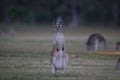 eastern grey kangaroo (Macropus giganteus) in the morning at the food intake ,Queensland ,Australia