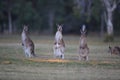 eastern grey kangaroo (Macropus giganteus) in the morning at the food intake ,Queensland ,Australia Royalty Free Stock Photo