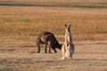 eastern grey kangaroo (Macropus giganteus) in the morning at the food intake ,Queensland ,Australia