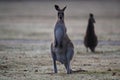 eastern grey kangaroo (Macropus giganteus) in the morning at the food intake ,Queensland ,Australia