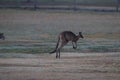 eastern grey kangaroo (Macropus giganteus) in the morning at the food intake ,Queensland ,Australia