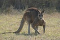 Eastern Grey Kangaroos, Australia