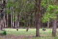 Eastern grey kangaroos