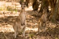 Eastern Grey Kangaroos Royalty Free Stock Photo