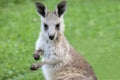 Eastern Grey Kangeroo Royalty Free Stock Photo