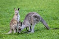 Eastern Grey Kangeroo Royalty Free Stock Photo