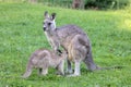 Eastern Grey Kangeroo Royalty Free Stock Photo