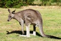 Eastern grey male kangaroo Royalty Free Stock Photo