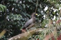 Eastern Grey Plantain Eater standing on a branch in Uganda Royalty Free Stock Photo